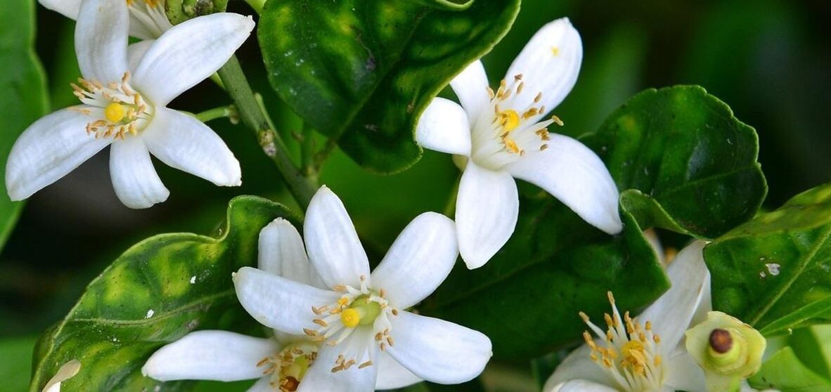 Neroli hilft bei der Entfernung von Besenreisern